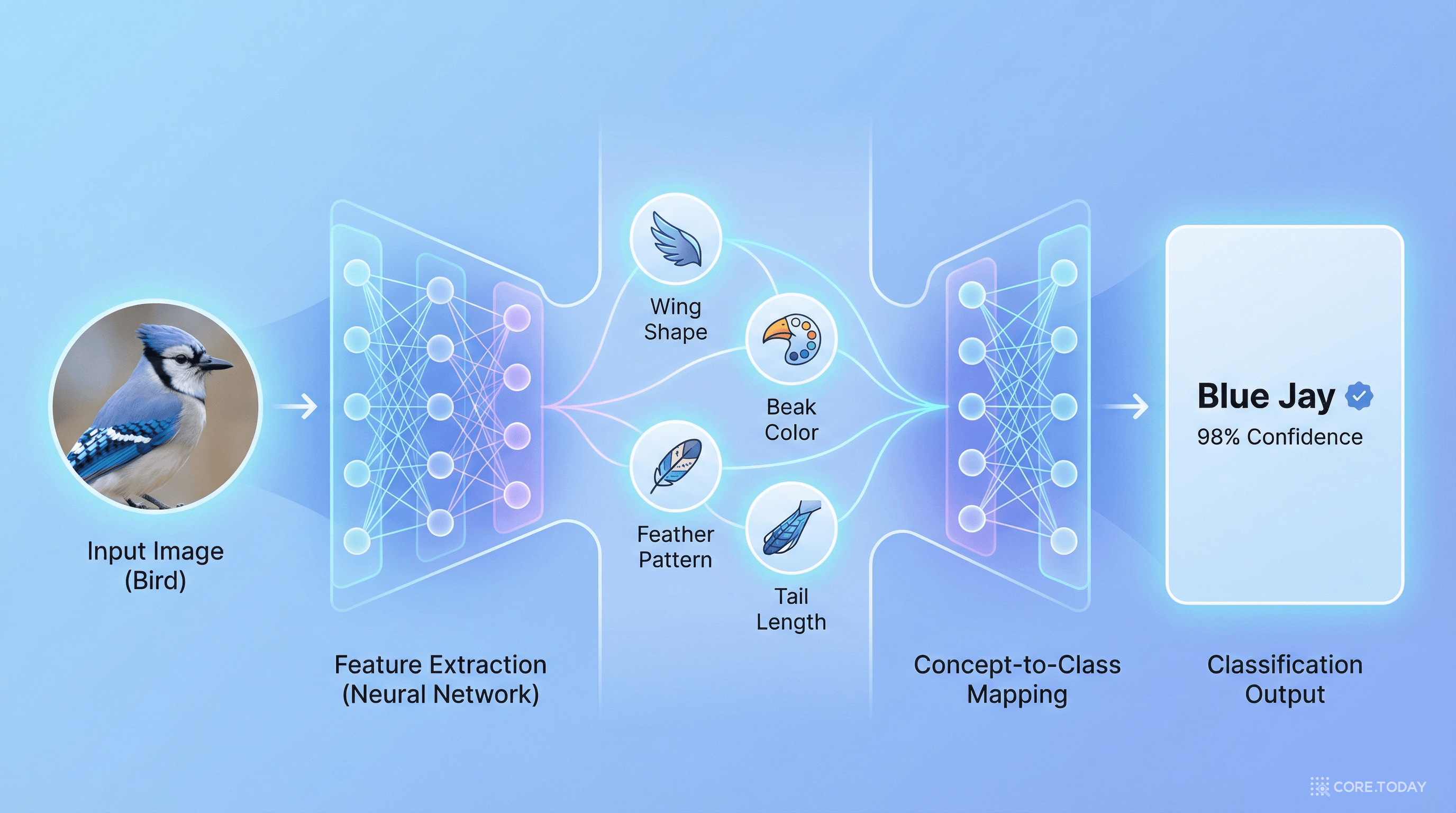 개념 병목 모델의 구조 - 이미지에서 개념을 거쳐 분류로